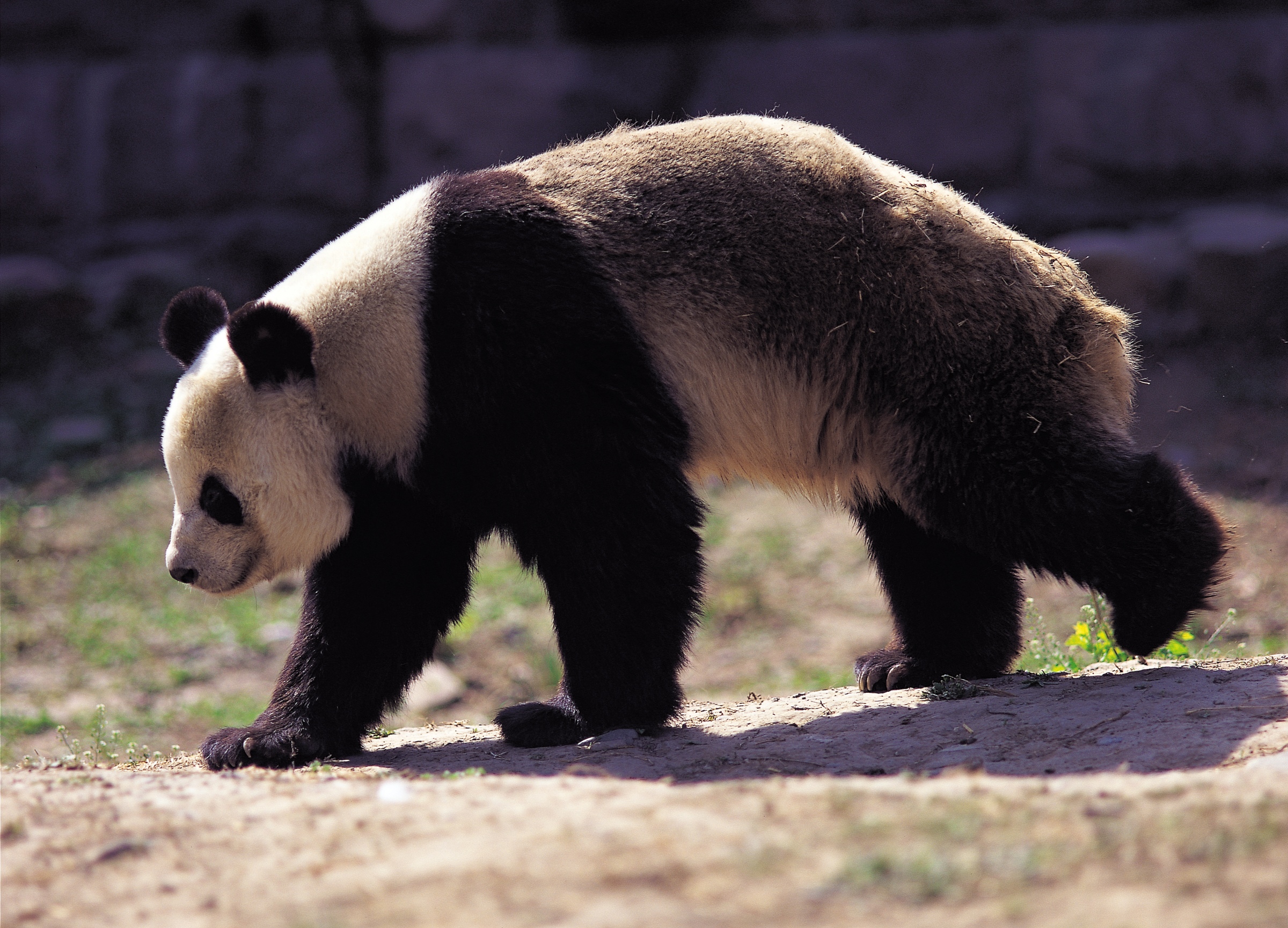 Panda op de prairie